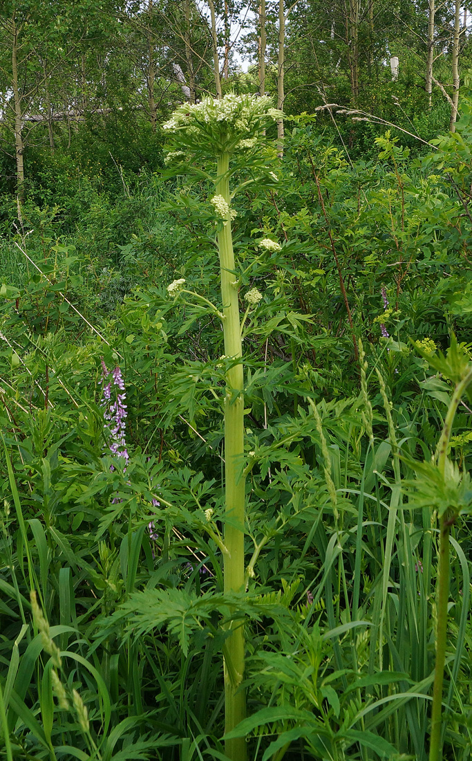 Изображение особи Pleurospermum uralense.