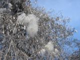 Clematis orientalis. Растение с прошлогодними плодами. Казахстан, Заилийский Алатау, берег р. Аксай, ок. 1200 м н.у.м. 24.03.2010.