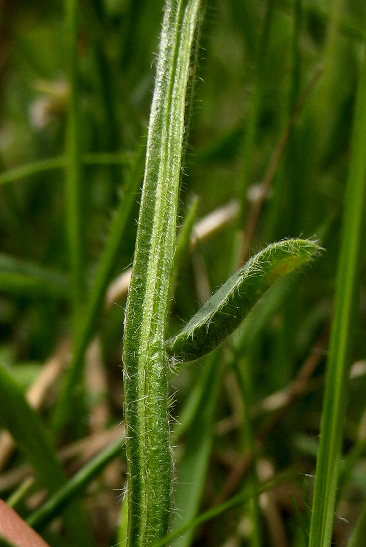 Image of Genistella sagittalis specimen.