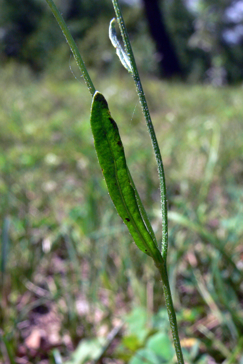 Image of Crepis tectorum specimen.