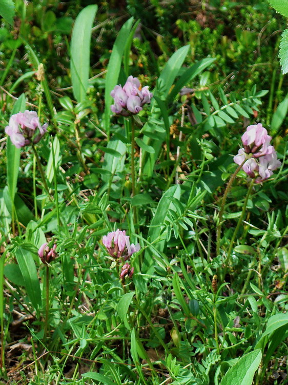 Image of Oxytropis sordida specimen.