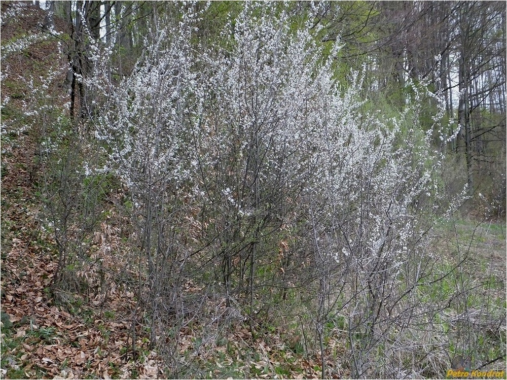 Image of Prunus spinosa specimen.