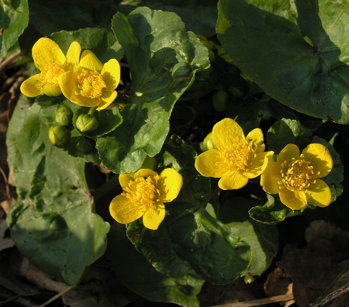 Image of Caltha palustris specimen.