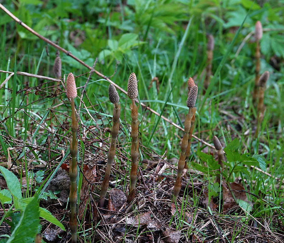 Image of Equisetum sylvaticum specimen.