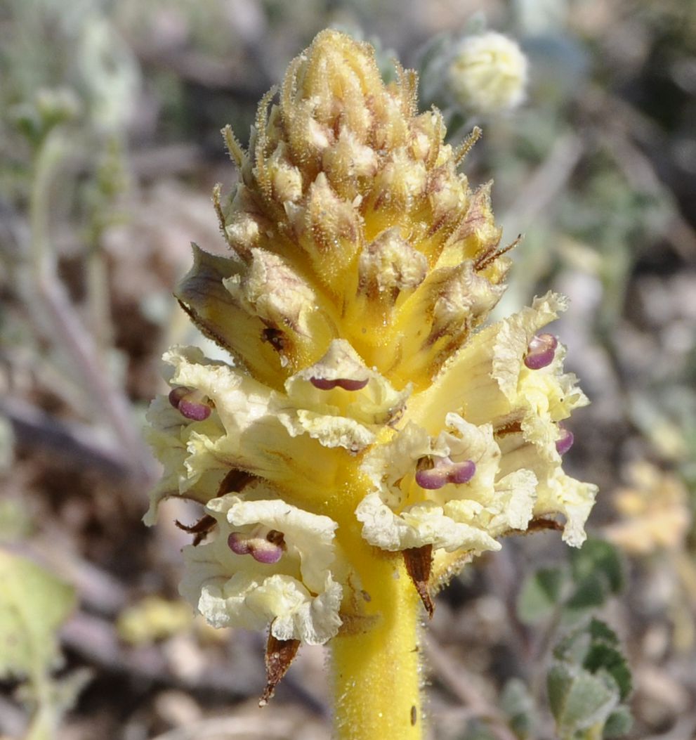 Image of Orobanche minor specimen.