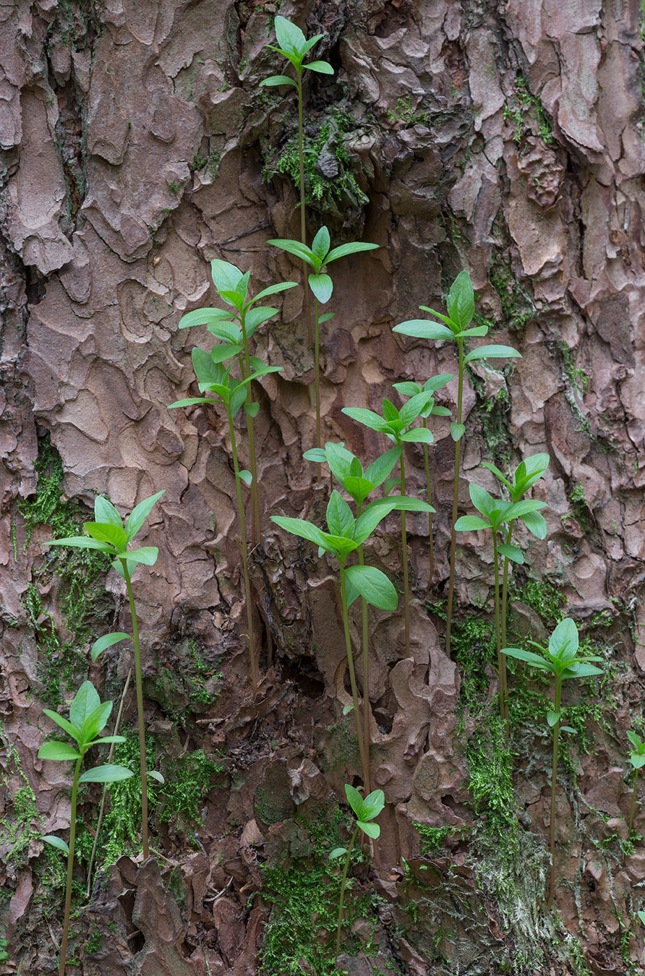 Изображение особи Trientalis europaea.