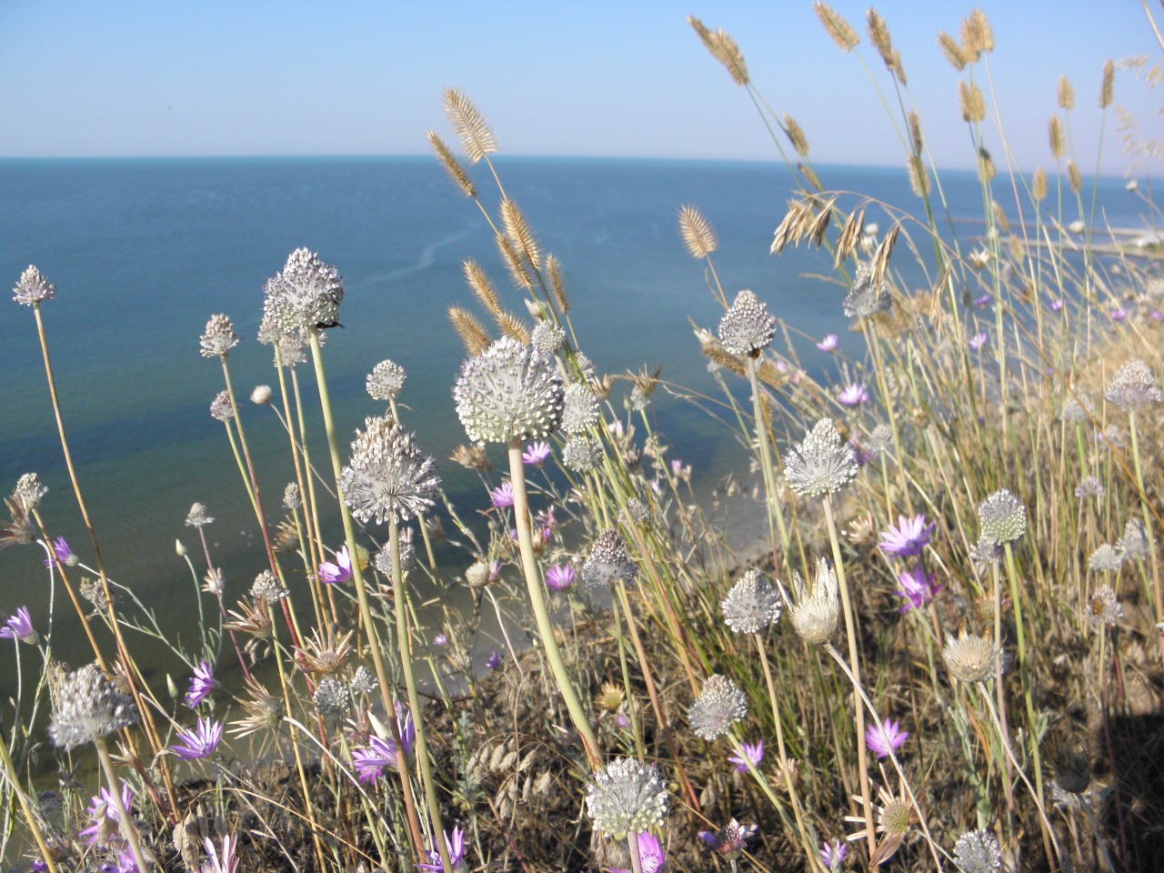 Image of Allium guttatum specimen.