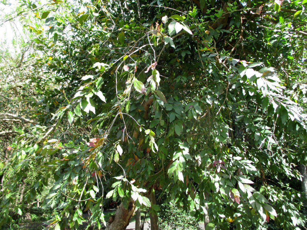 Image of Combretum erythrophyllum specimen.