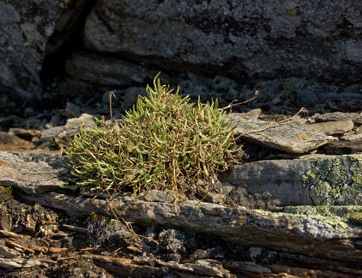 Image of Gypsophila uralensis specimen.