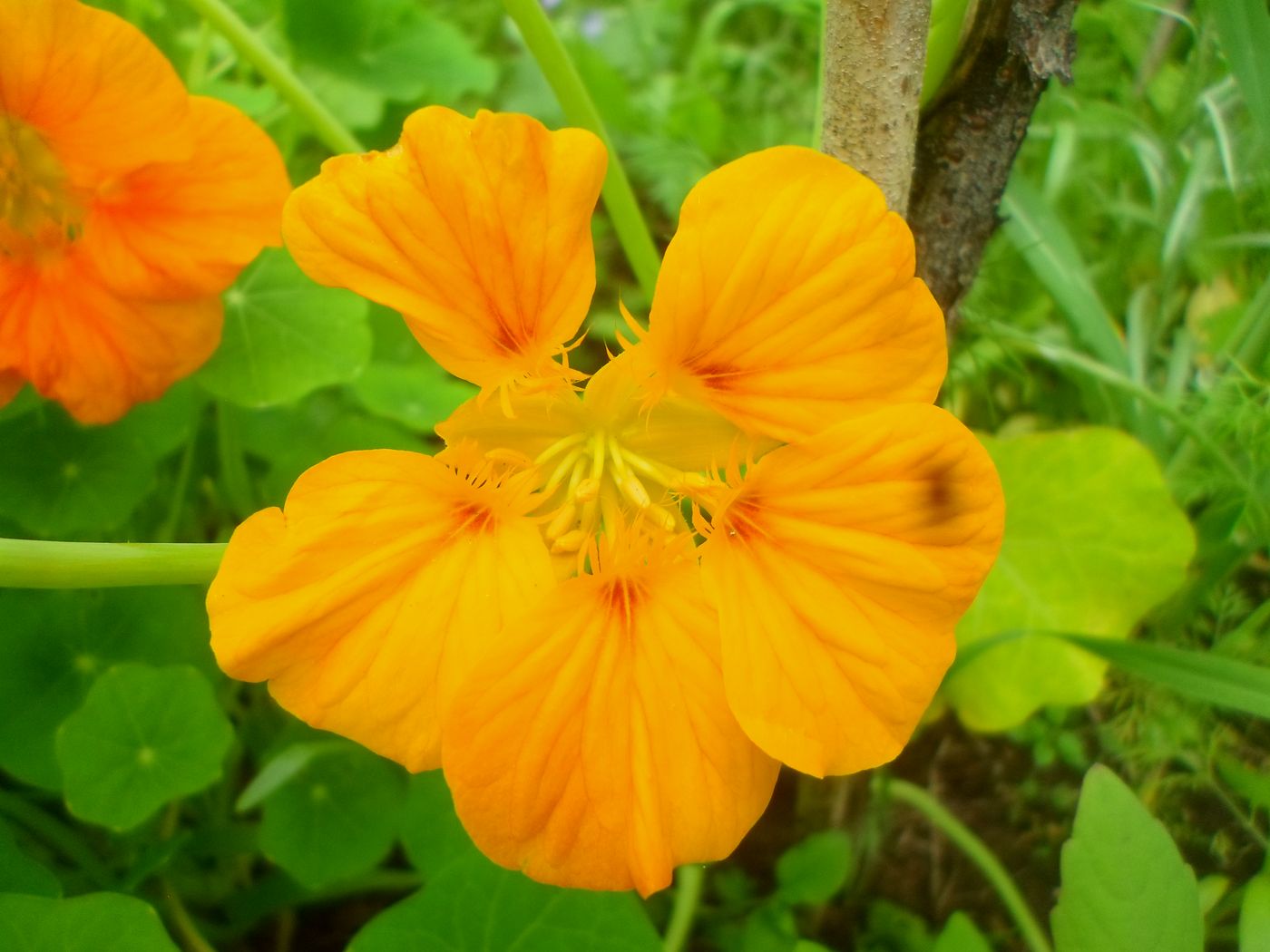 Image of Tropaeolum majus specimen.