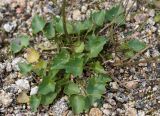 Campanula rotundifolia. Прикорневые листья и основания цветоносов. Якутия, Нерюнгринский р-н, окр. перевала Тит, щебнистый склон. 26.07.2016.