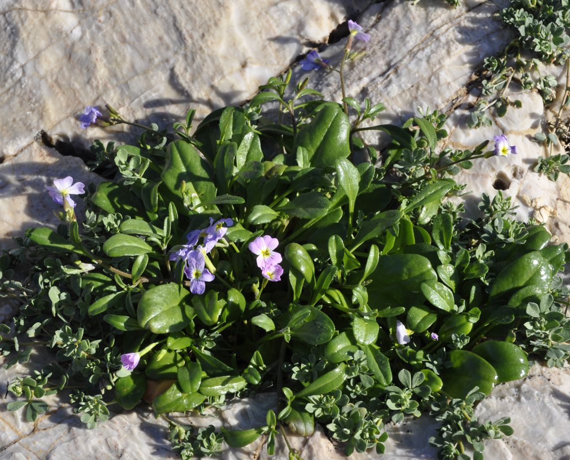 Image of Malcolmia flexuosa specimen.