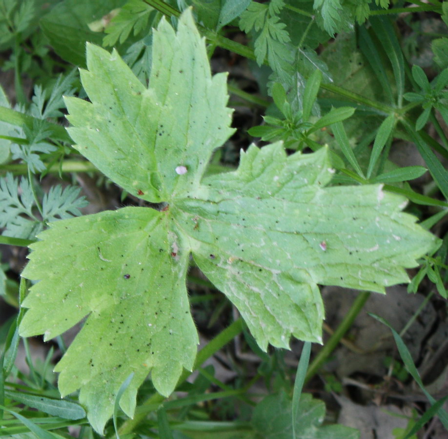 Image of Ranunculus constantinopolitanus specimen.