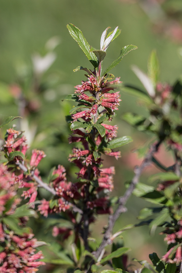 Изображение особи Amygdalus georgica.