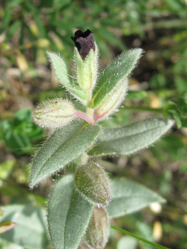 Image of Nonea taurica specimen.