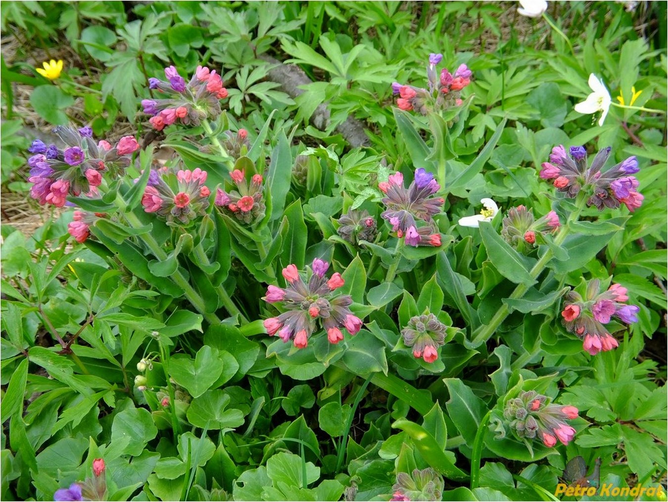 Image of Pulmonaria mollis specimen.