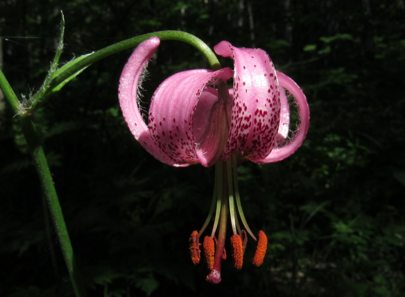 Image of Lilium pilosiusculum specimen.