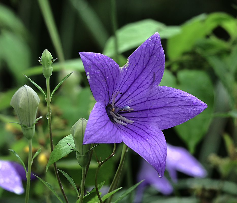 Image of Platycodon grandiflorus specimen.