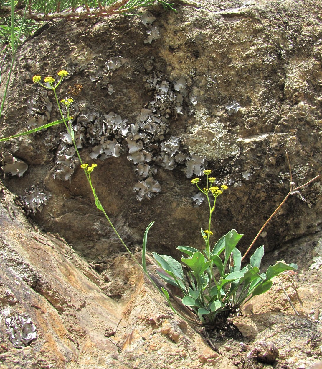 Image of Bupleurum falcatum specimen.