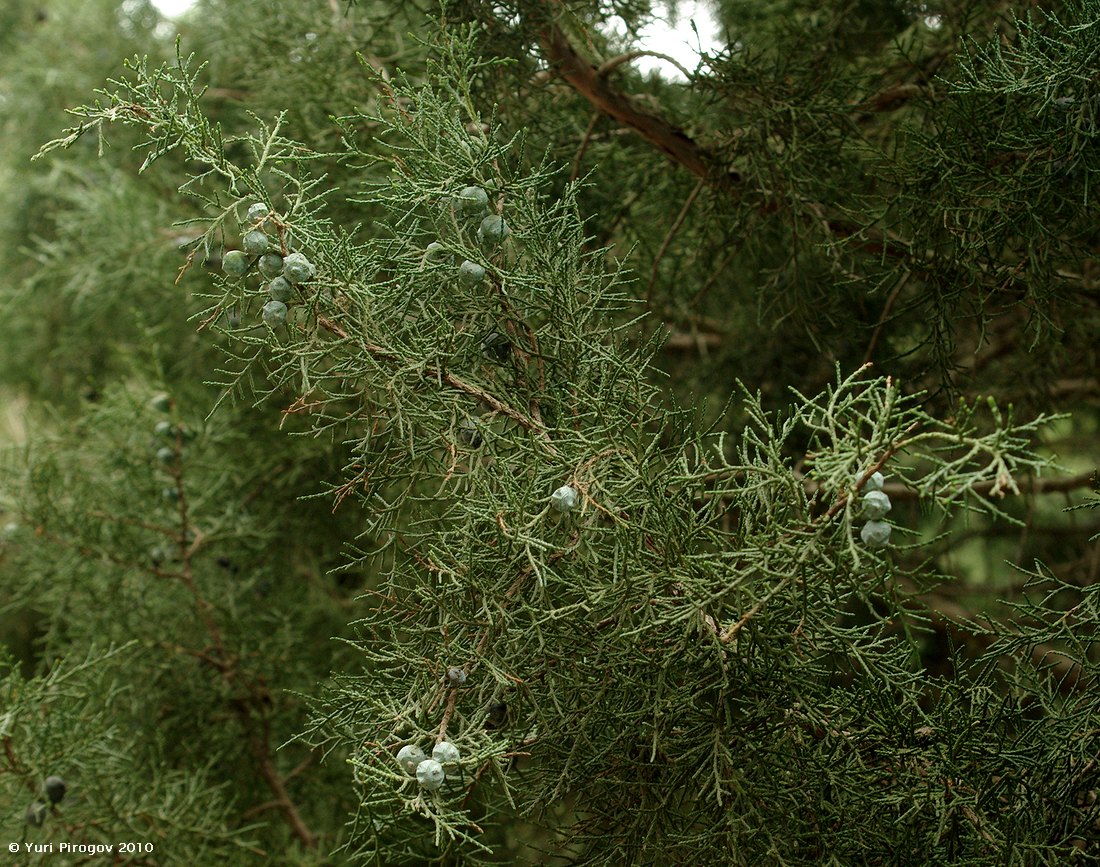 Image of familia Cupressaceae specimen.