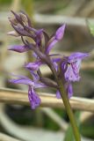 Dactylorhiza traunsteineri