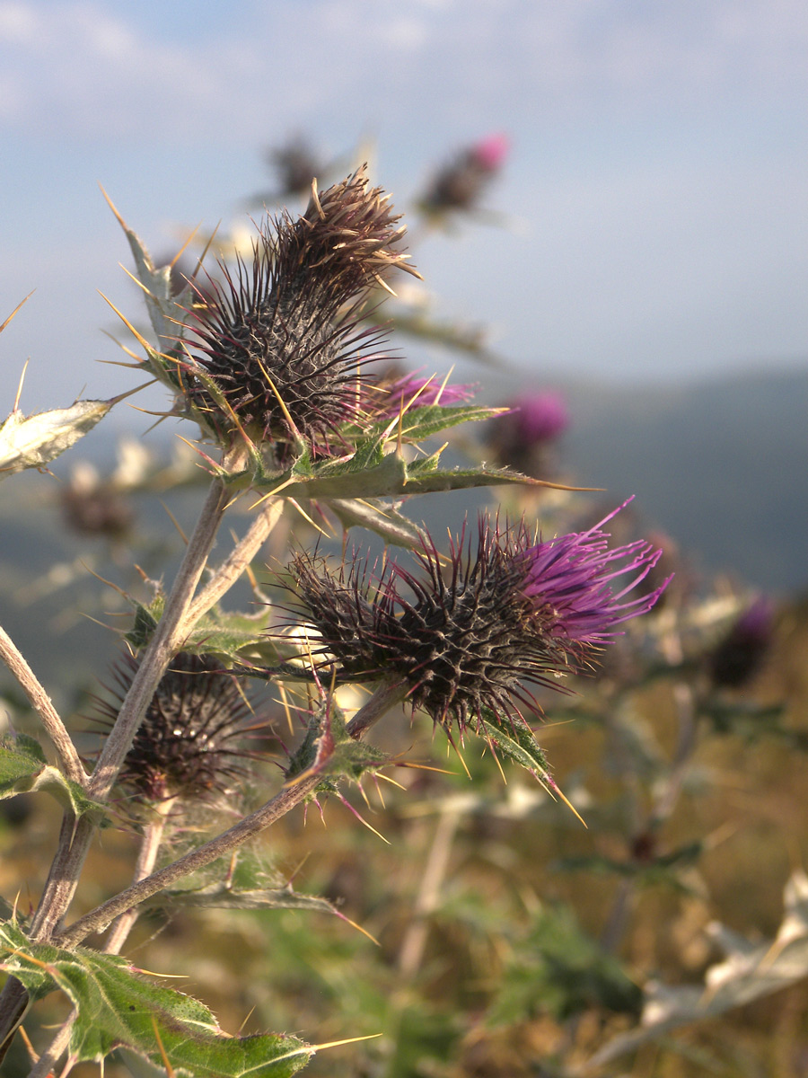 Изображение особи Cirsium euxinum.