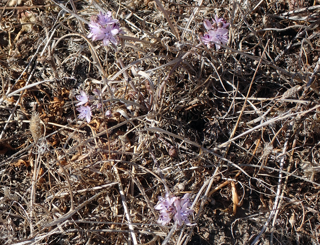 Image of Prospero elisae specimen.