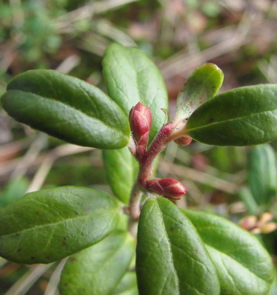 Изображение особи Vaccinium vitis-idaea.