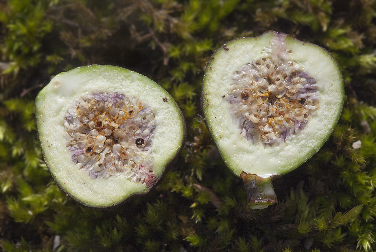 Image of Ficus carica specimen.