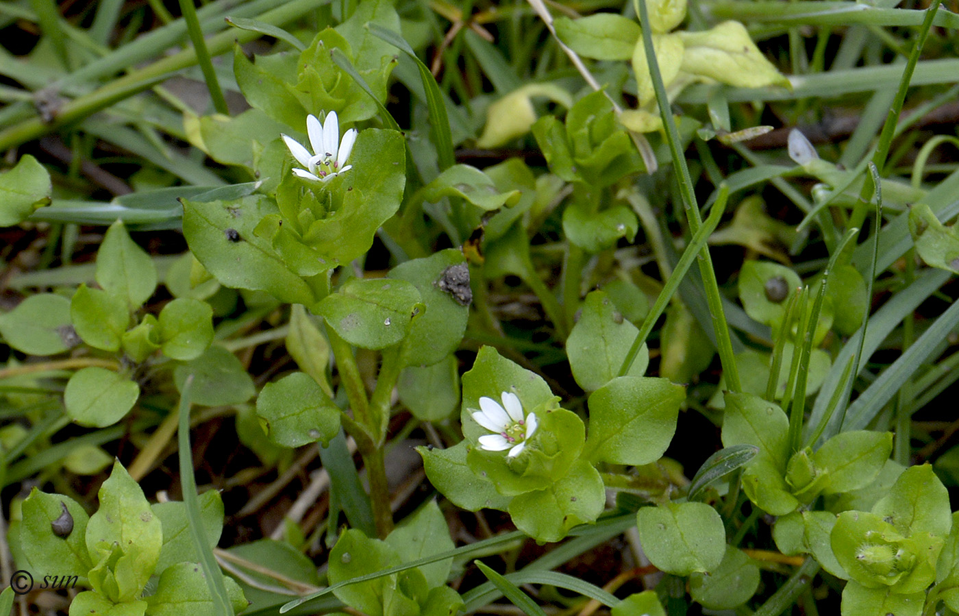 Image of Stellaria neglecta specimen.