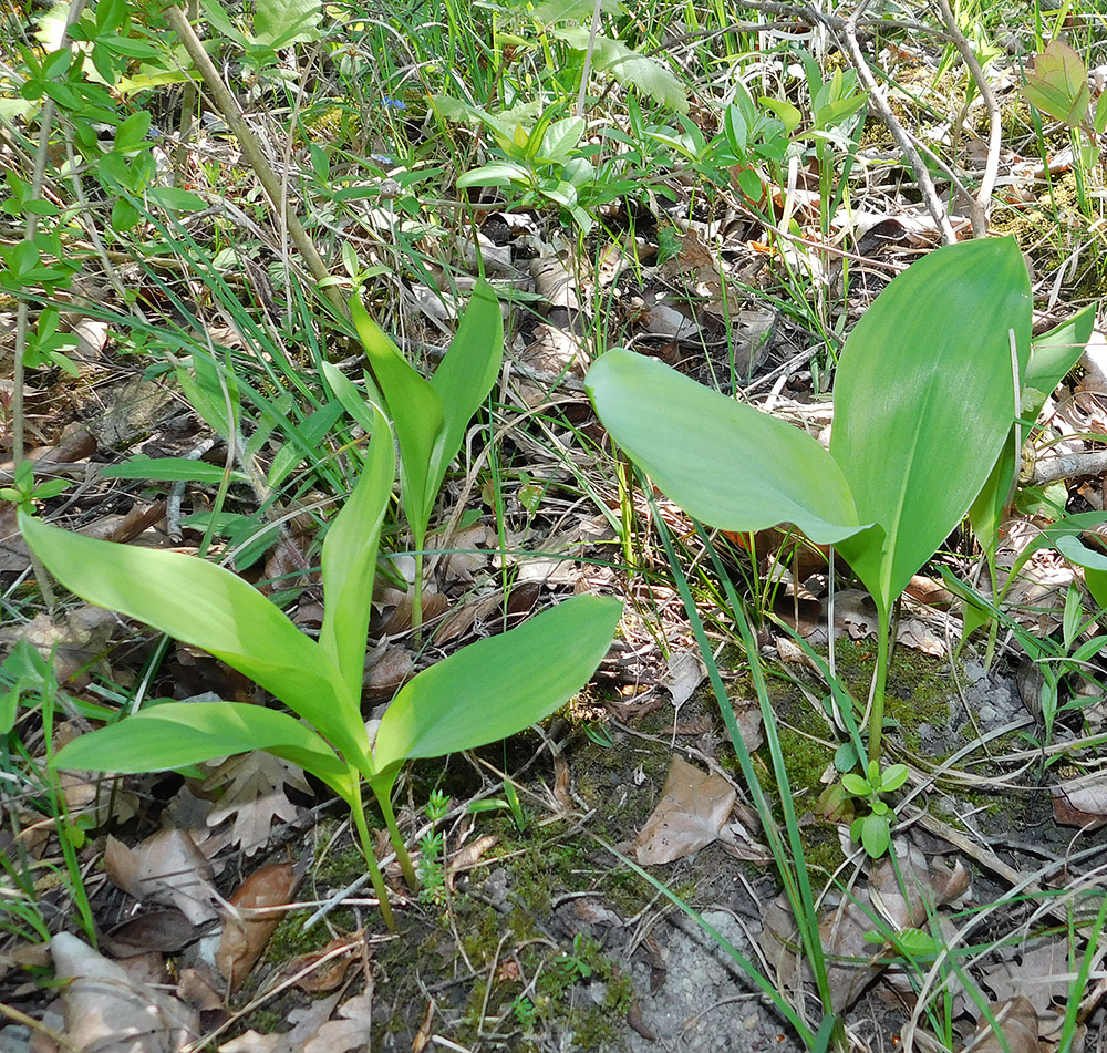 Изображение особи Convallaria majalis.