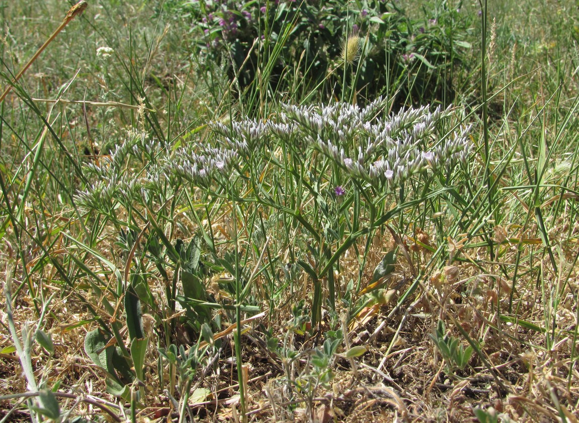 Изображение особи Goniolimon tataricum.