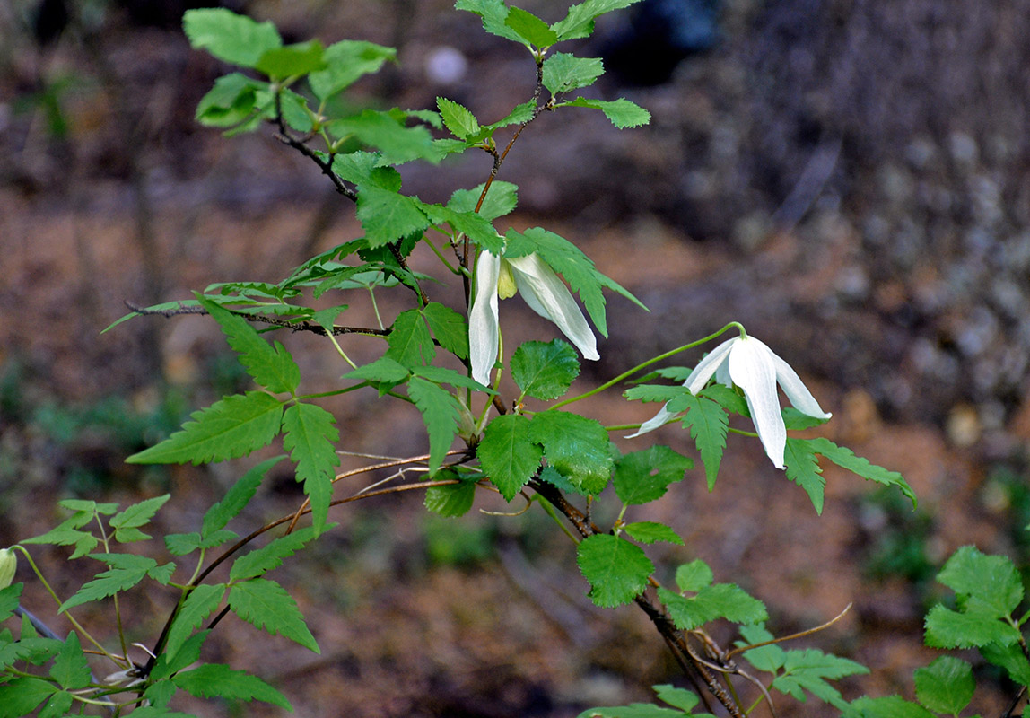 Image of Atragene sibirica specimen.