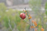 Punica granatum. Ветвь со зрелым вскрывшимся плодом. Турция, ил Артвин, окр. крепости Петерек, каменистый склон горы. 23.04.2019.