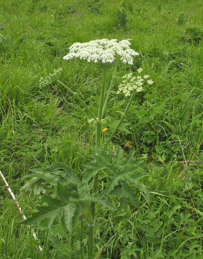 Изображение особи Heracleum dissectum.