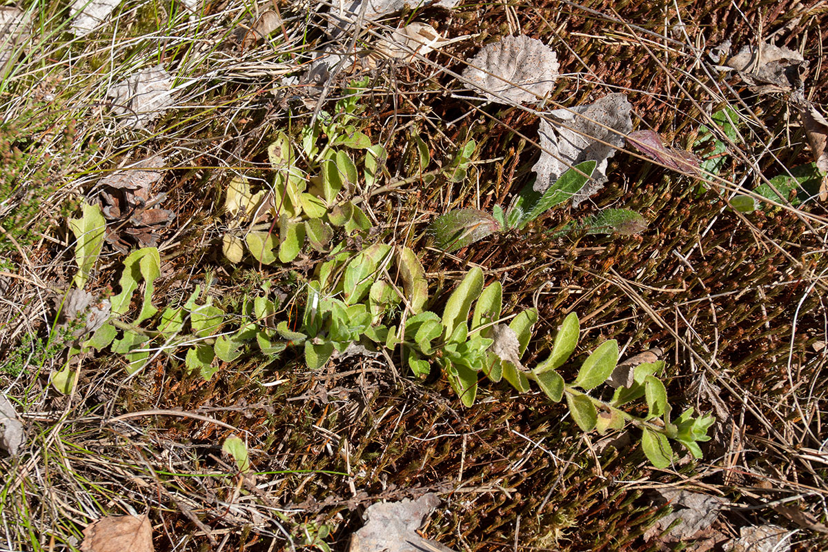 Image of Veronica officinalis specimen.