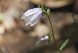 Campanula rapunculoides