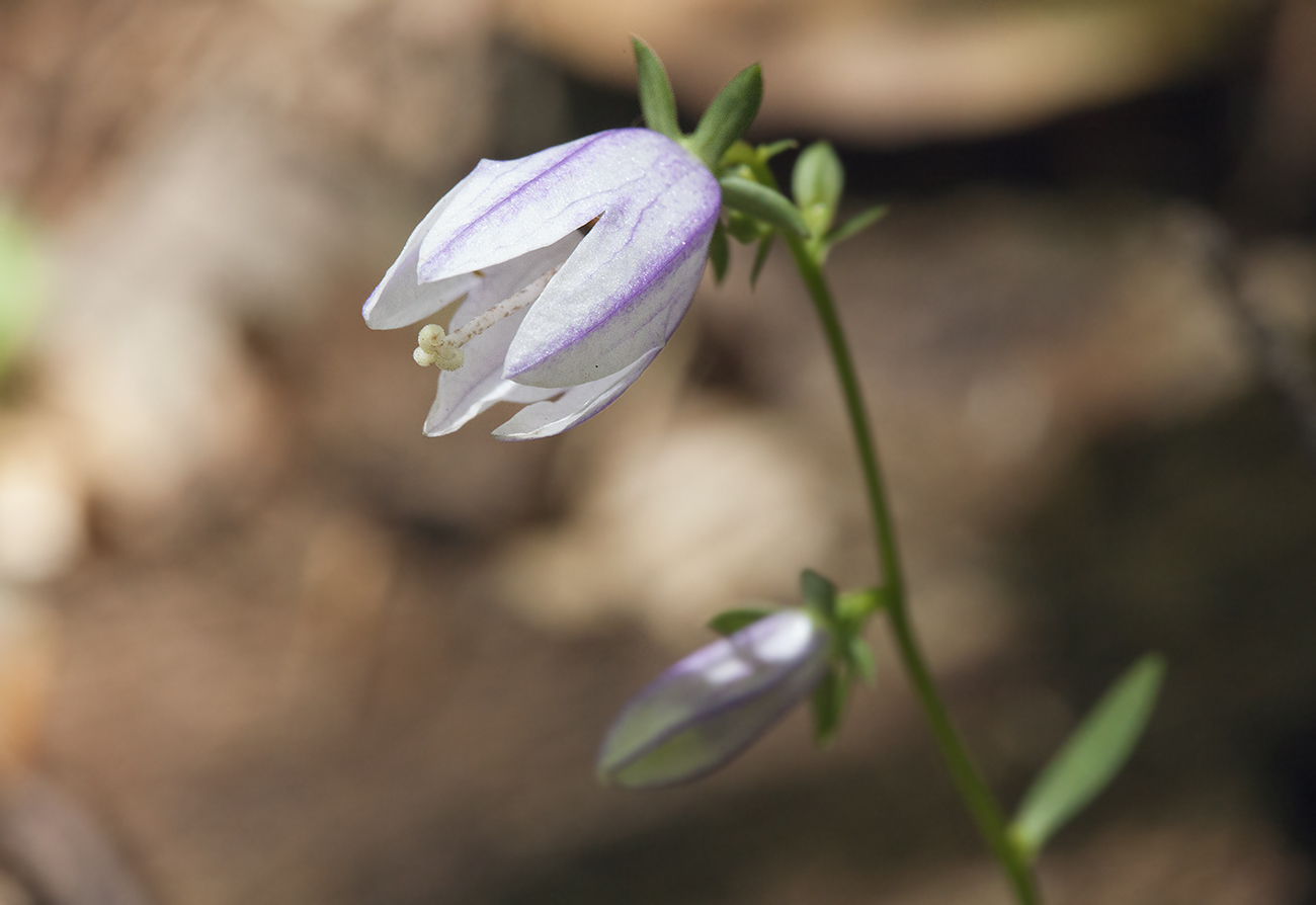 Изображение особи Campanula rapunculoides.