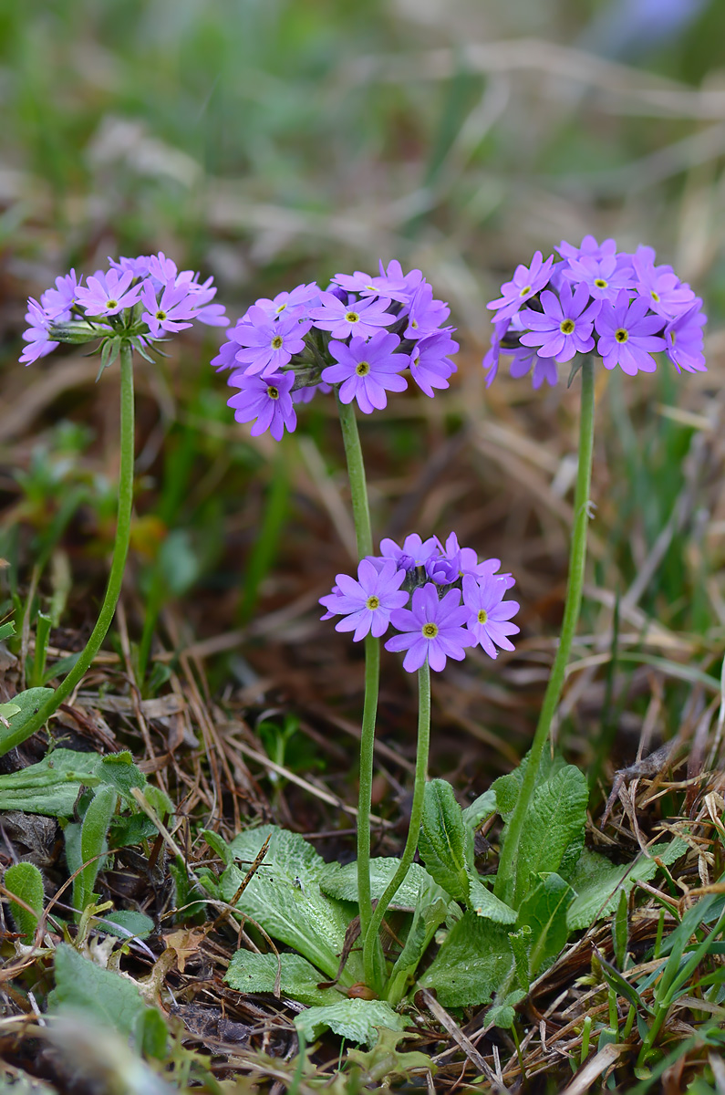 Image of Primula algida specimen.