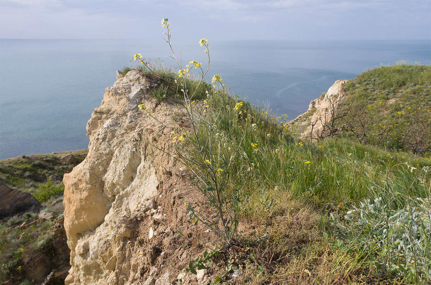 Image of Sisymbrium orientale specimen.