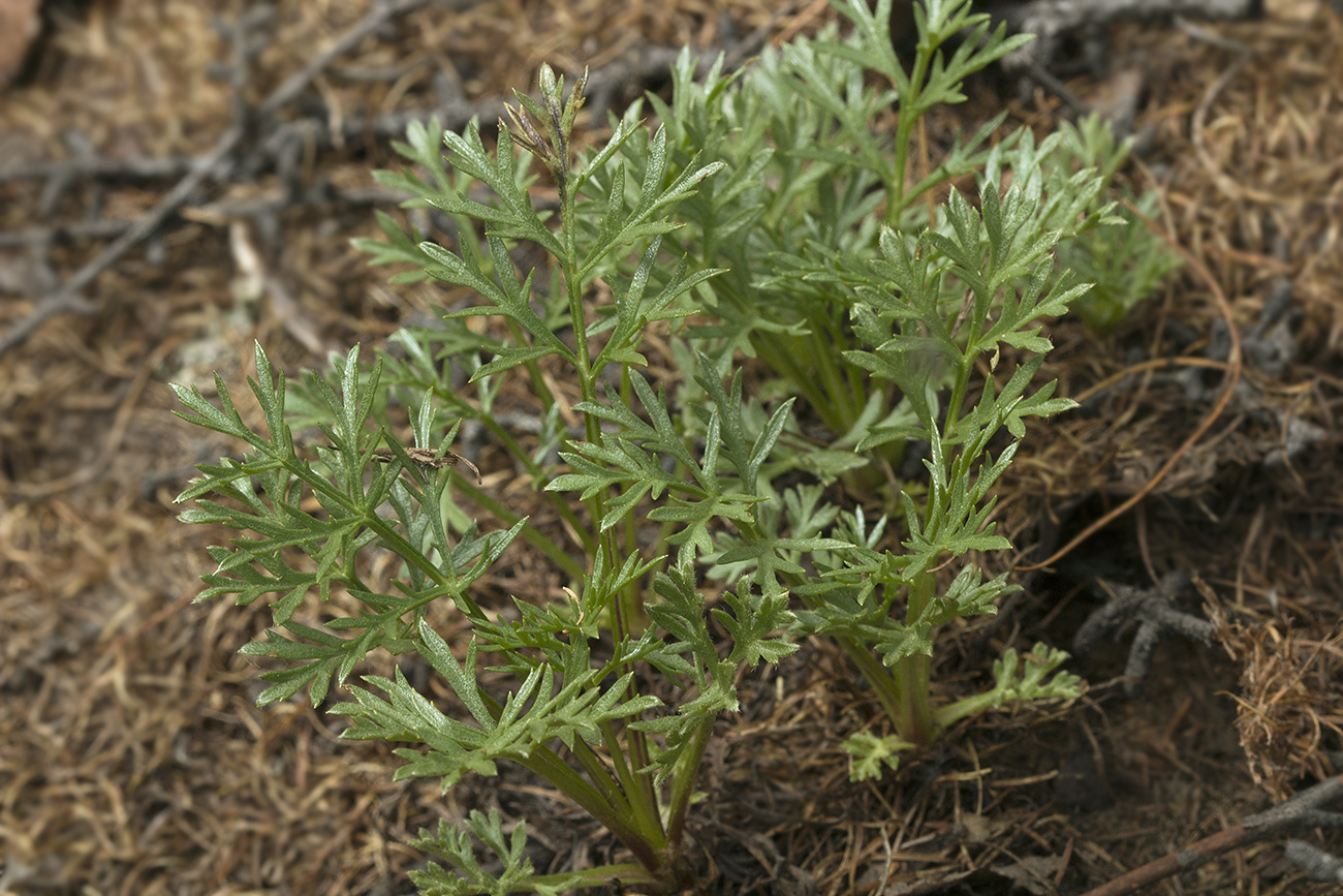 Image of Artemisia borealis specimen.