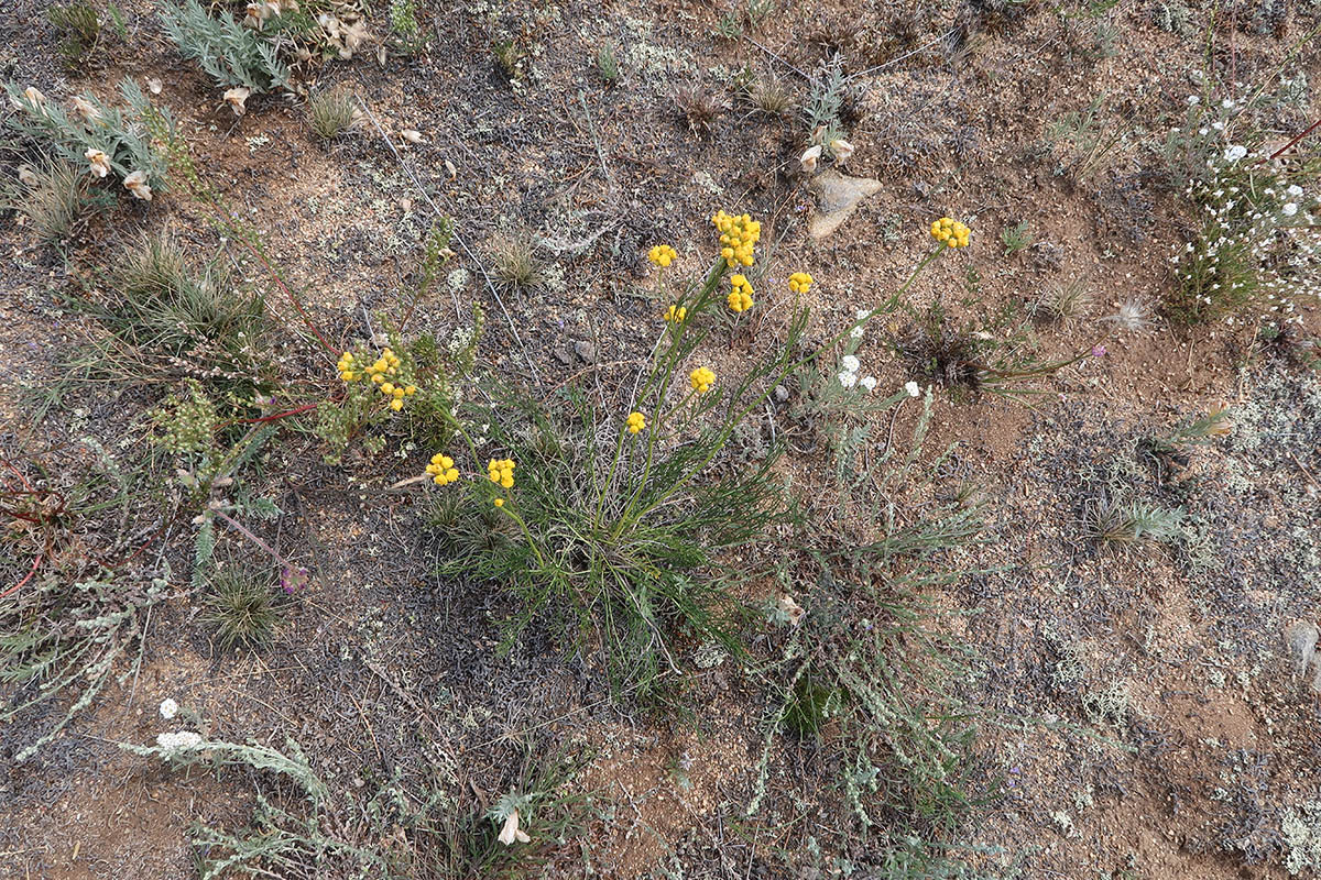 Изображение особи Filifolium sibiricum.