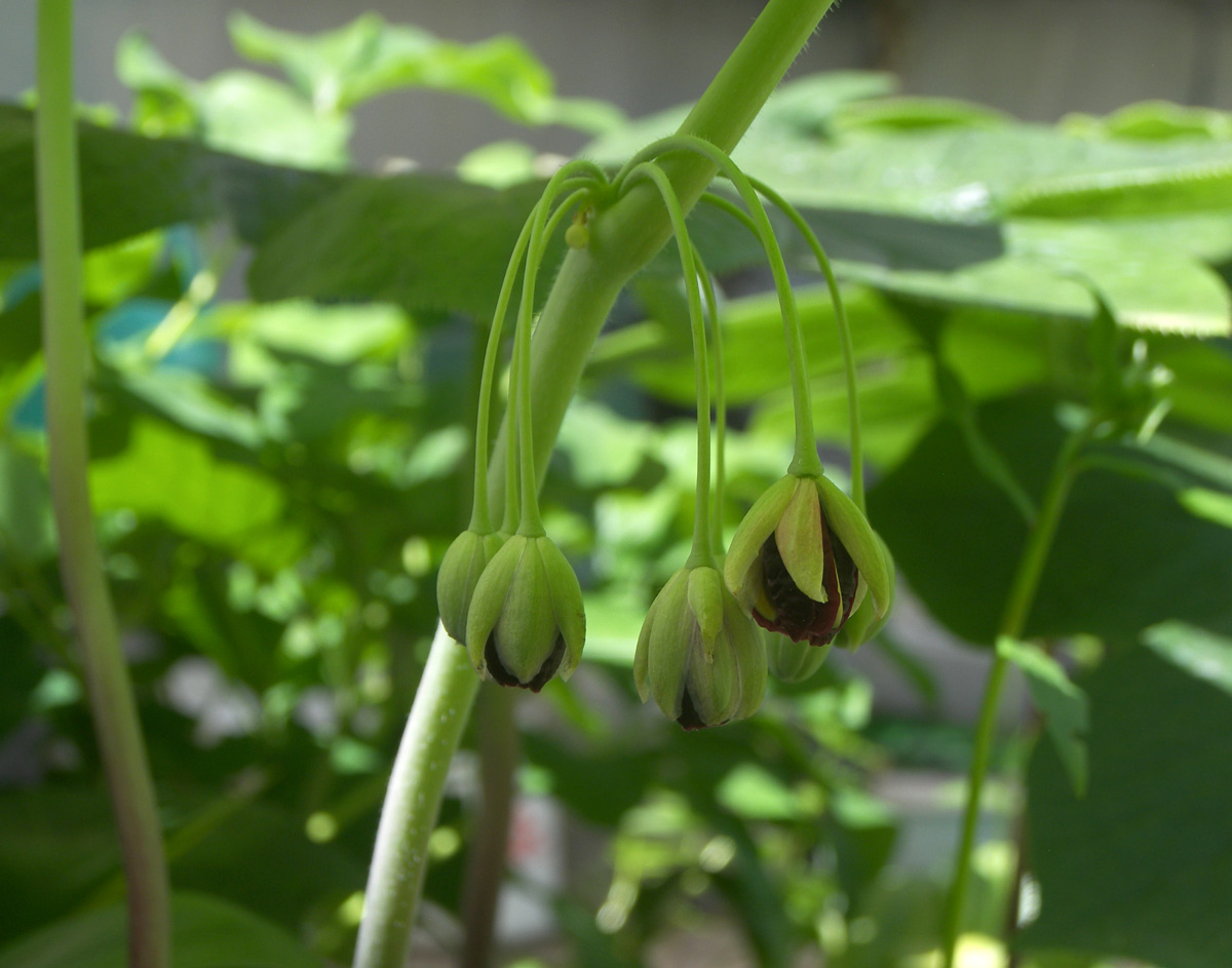 Изображение особи Dysosma pleiantha.