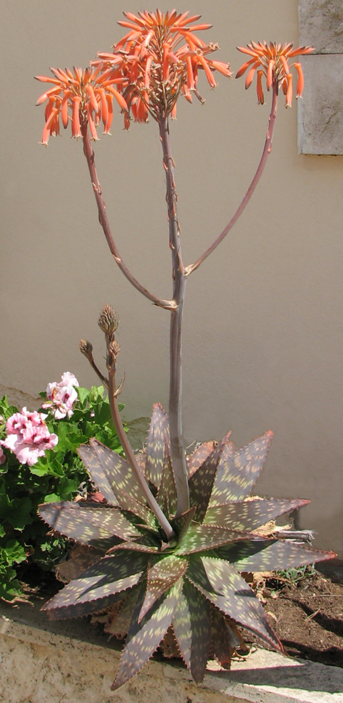 Image of Aloe maculata specimen.