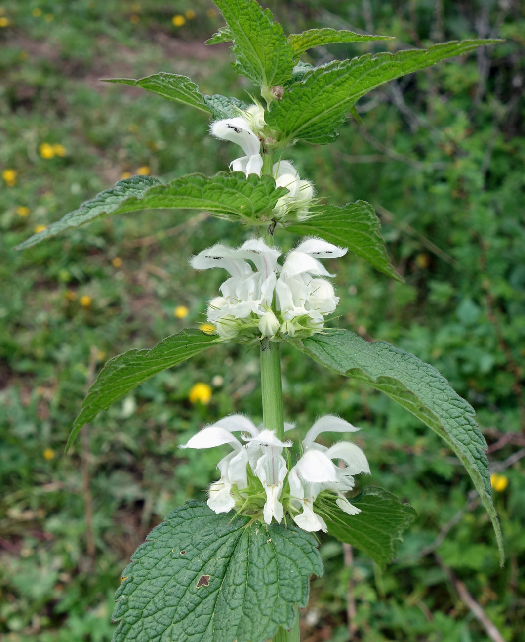 Image of Lamium turkestanicum specimen.