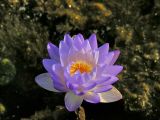 Nymphaea разновидность caerulea