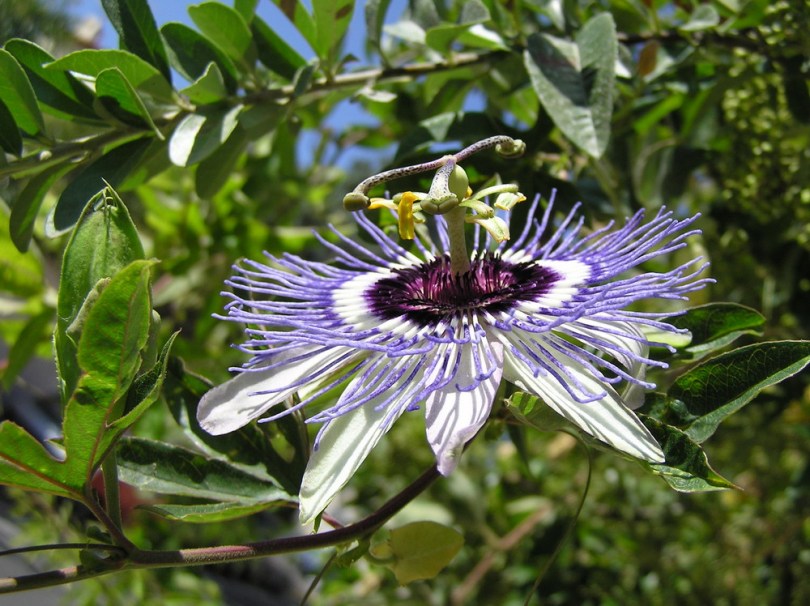 Image of Passiflora caerulea specimen.