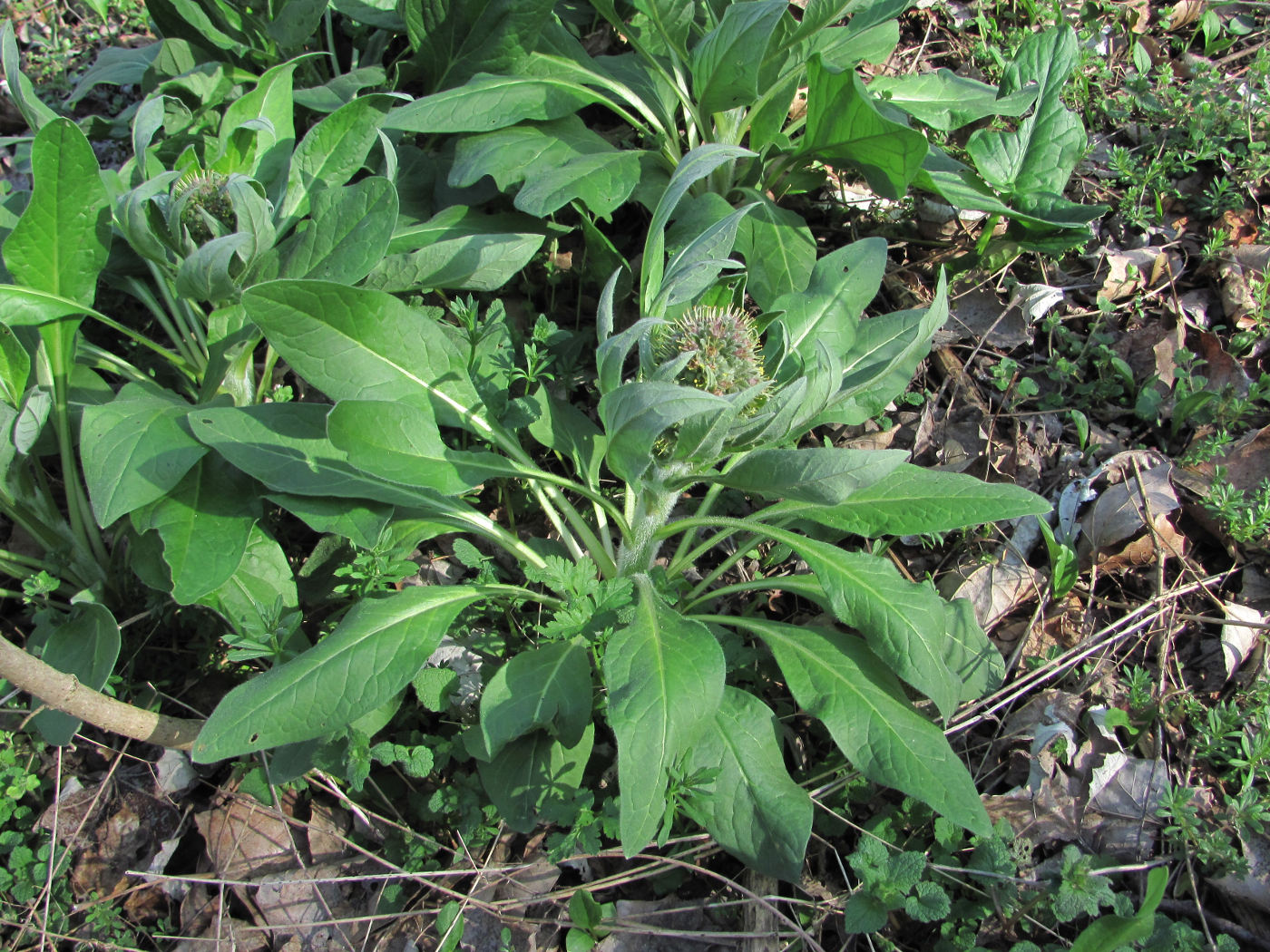 Image of Solenanthus biebersteinii specimen.