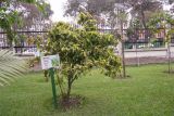 Psychotria viridis