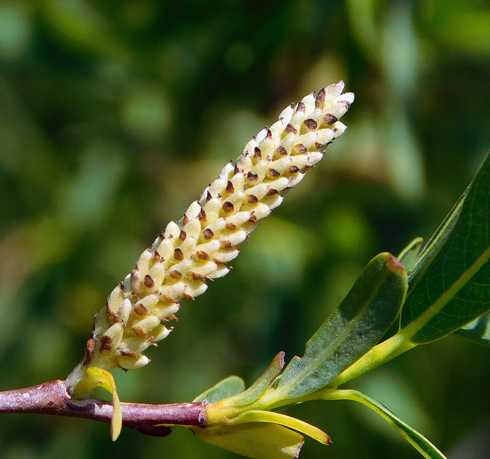 Изображение особи Salix elbursensis.